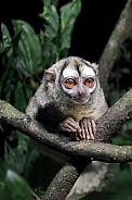The gray-handed night monkey (Aotus griseimembra)