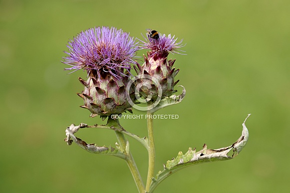 Artichoke (Cynara cardunculus)