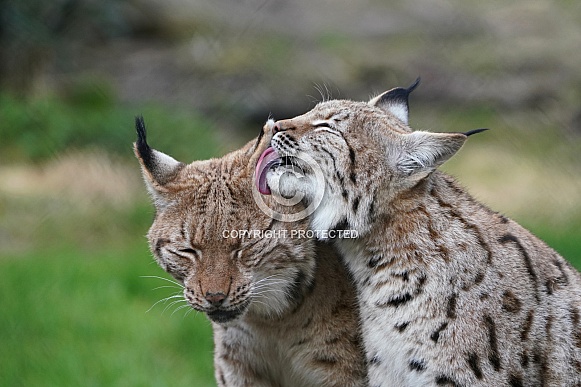 Eurasian Lynx
