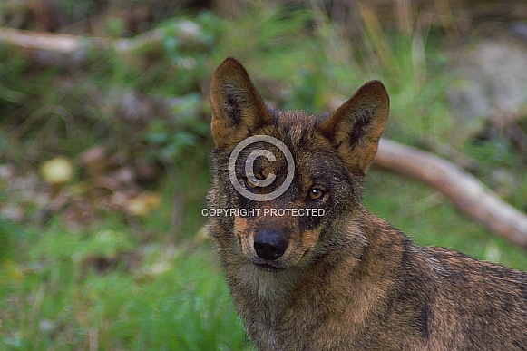 Iberian Wolf