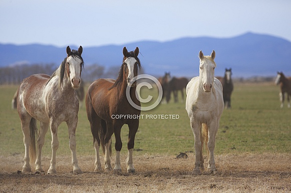 Wild Ranch Horses