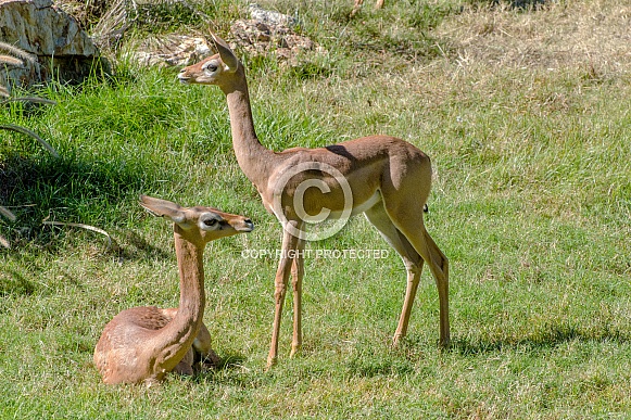 Gerenuk Gerenuk