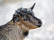 Portrait of a young goat