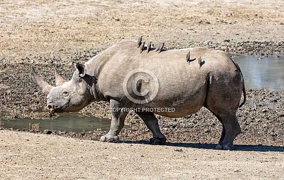Female Black Rhino