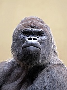 Western Lowland Gorilla