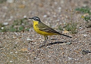Blue headed Wagtail