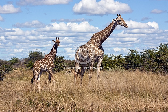 Mother and young Giraffe - Botswana Mother and young Giraffe - Botswana