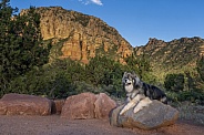 Husky in Sedona on a rock at sunset