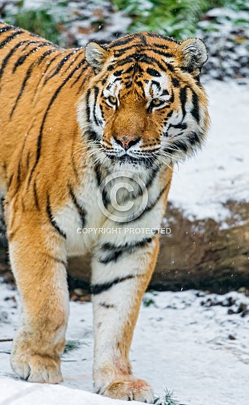 Amur Tiger