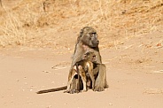 Chacma Baboon Mother and Baby