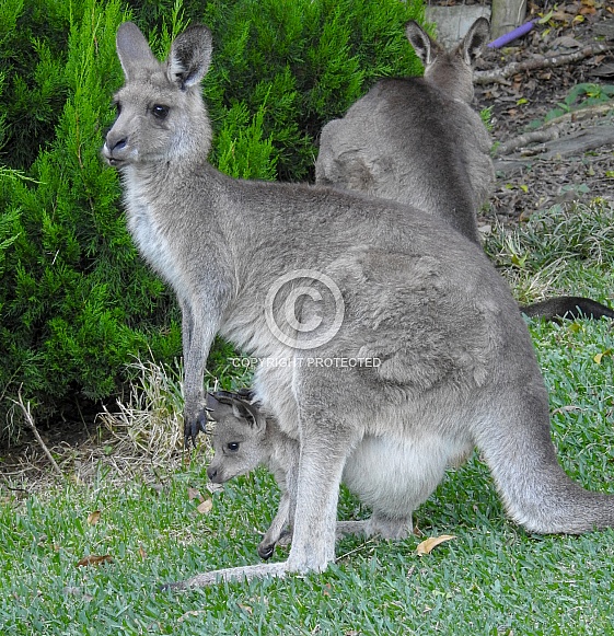Australian Kangaroo Australian Kangaroo
