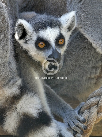 Ringtailed Lemurs Ringtailed Lemurs