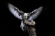 Saker Falcon