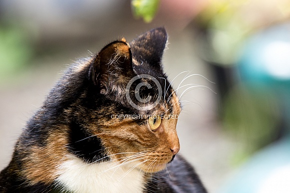 Tortoiseshell Cat Portrait