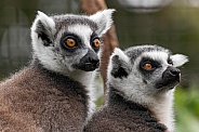 Two Ring Tailed Lemurs Close Up Head Shots