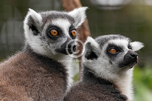 Two Ring Tailed Lemurs Close Up Head Shots