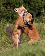 Red Fox-Toe To Toe Kits