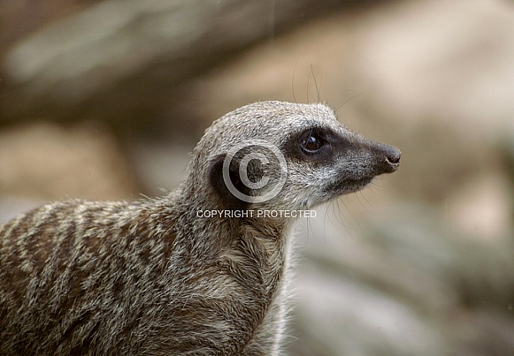 Meerkat