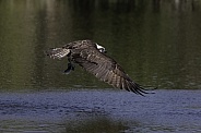 Osprey-The Trout Below His Wings