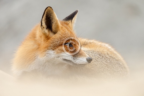 Red fox Red fox