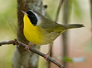 Common Yellowthroat Male