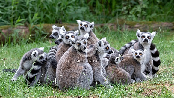 Ring Tailed lemurs