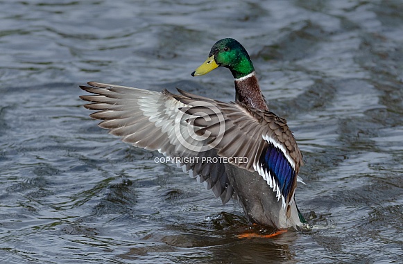 Male Mallard