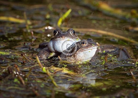 Common Frog