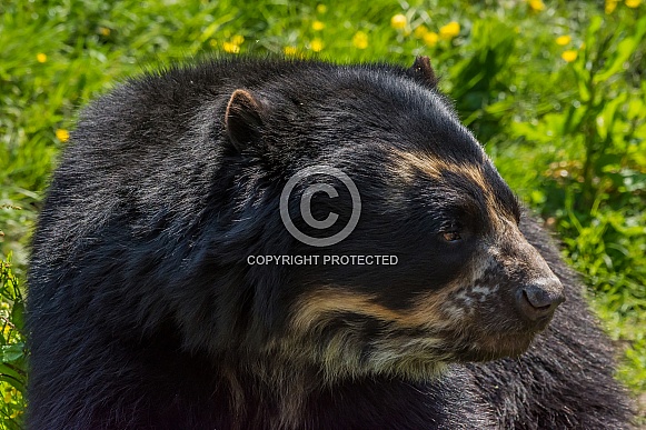 Spectacled Bear Spectacled Bear