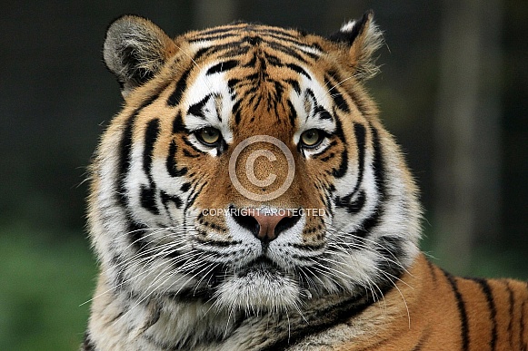 Amur Tiger Amur Tiger