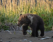 Small bear cub walking in the sand