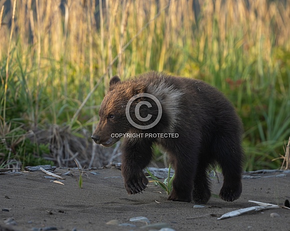 Small bear cub walking in the sand Small bear cub walking in the sand