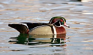 Male wood duck on the pond surface