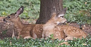 A Pair of Baby Blacktail Deer in the Woods