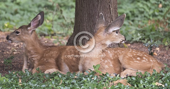 A Pair of Baby Blacktail Deer in the Woods
