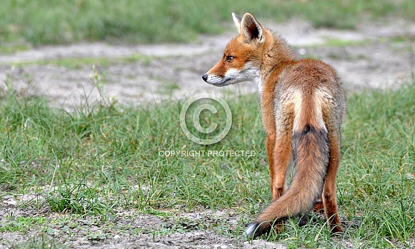 Red fox Red fox
