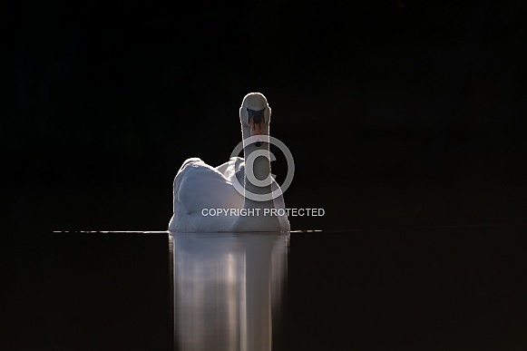 The mute swan (Cygnus olor) The mute swan (Cygnus olor)