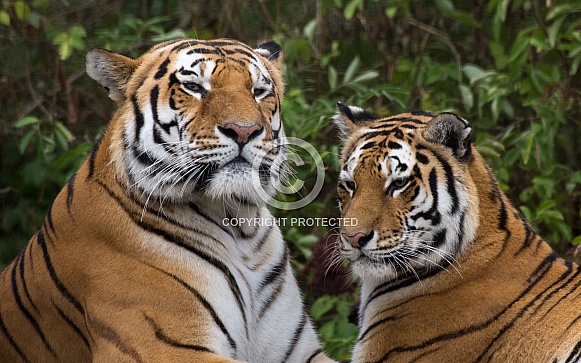 Amur Tiger - Female and Male