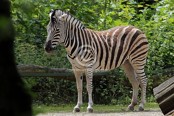 Damara Zebra Damara Zebra