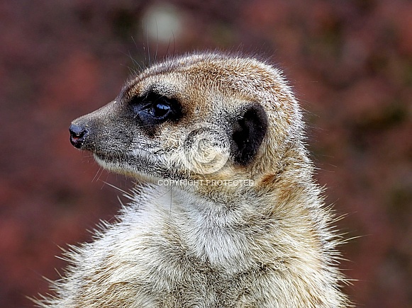 Meerkat Meerkat