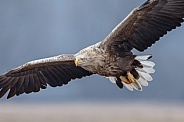 White tailed eagle or European Eagle