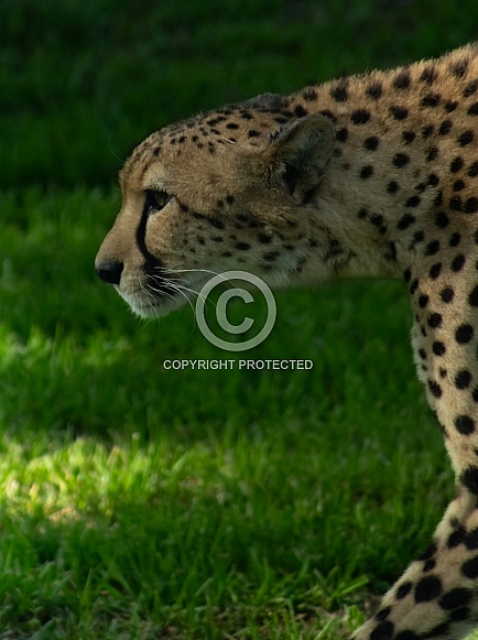 Cheetah Cheetah