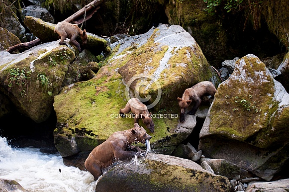 Wild grizzly in Alaska with cubs Wild grizzly in Alaska with cubs
