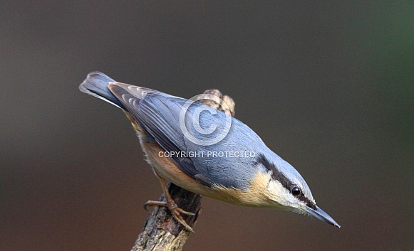 Nuthatch Nuthatch