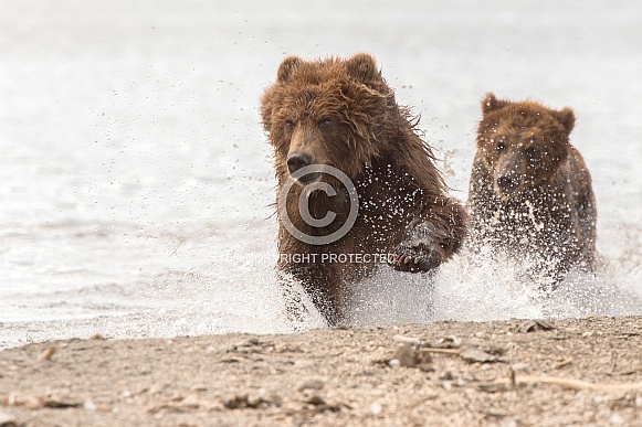 Pair of Brown Bears Pair of Brown Bears