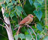 North American Cardinal