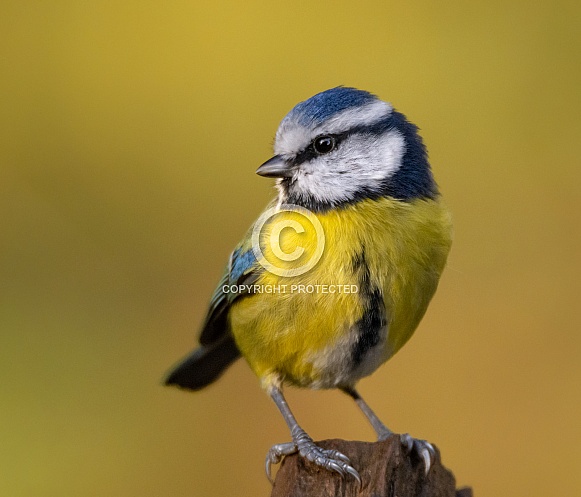 Blue tit Blue tit