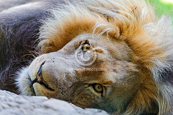 Young Male Lion Young Male Lion