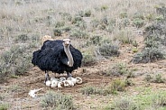 Ostrich with Nest - Male