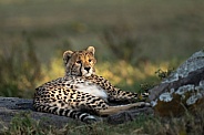 Cheetah found a sunspot in the shade